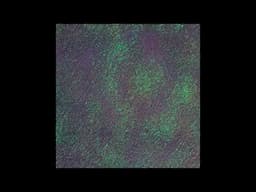 Bidoben — Torment [SUBL021]