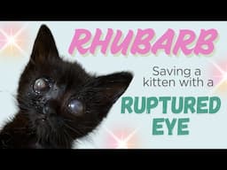 Saving a Little Blind Kitten with a Ruptured Eye