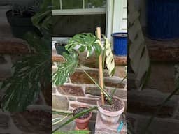 Thai Constellation Monstera outside for summer! #monstera #houseplants