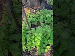 Rattlesnake Pole Beans Growing on a Five Foot Cage