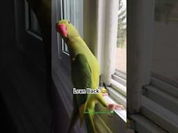What’s that?? 😂#funnyanimals #birds #parrots #talkingbirds #shorts