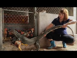 Harvesting Cassava & Goes to Market Sell - KOMODO Dragon Attack Chicken! | Komodo Dragon Quest