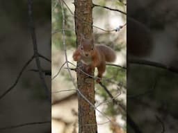 Finding one of the UK’s cutest animals