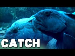 Uncovering Norway's Deep Sea Wonders | Catch