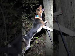 Phrogger Dogs  #shorts #short #shortvideo #shortsvideo #trending #viral