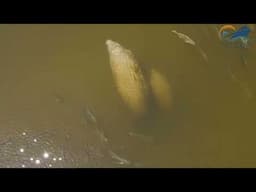 Cape Coral Boat Rentals Manatee