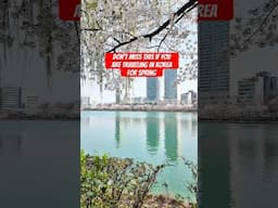 If you are going to Korea in Spring don't miss this beautiful spot - Seokchon Lake #seoul