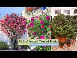 40 Best Drought Tolerant Plants that Grow In Lack of Water