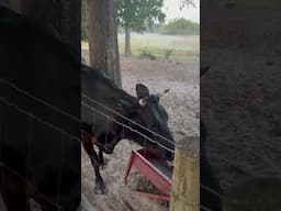 It’s been awhile #cow #calf #farming #shorts