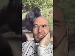 100 Men vs 1 Gorilla - the correct answer