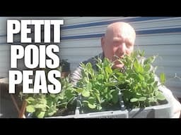 Growing Petit Pois peas in containers [Container Gardening ]