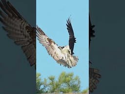 The Most Epic Fish Delivery Ever Caught on Camera - Osprey showing the world how it’s done.