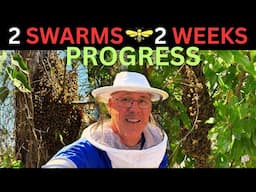 Beekeeper Inspects New Swarms for the 1st Time