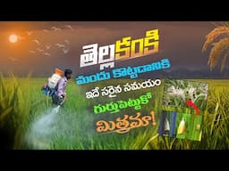 Paddy Cultivation | Paddy Diseases Management | Agriculture