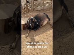 Violet is ready to have these babies #goats #desertfarming #farmlife