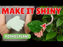 How To Make Pothos Leaves Shiny ✨ (Easy Neem Oil Hack)