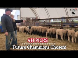 Choosing 4H Show Lambs