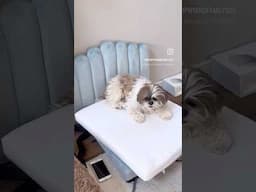 Please donate to help Murphy walk again. Donation link is in the description #murphyandfamily