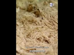 Kudzu is so indispensable in all aspects of our daily life | China Documentary