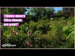Deer-resistant plant palette | Volunteer Gardener
