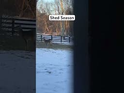 Antlerless bucks in a winter wonderland. #deerseason #whitetail #saddlehunting #mobilehunter