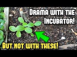 Drama With the Incubator