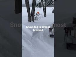 Helped a buddy build this snow dog