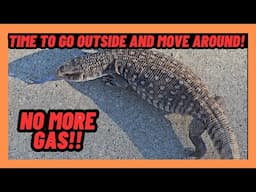 SAVANNAH MONITOR RECOVERS FROM GAS BUILD UP OUTSIDE!