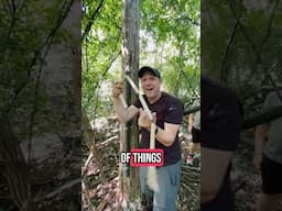 Feed the Hotdogs Geocache! #geocaching