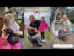 Orphan to Free Spirit! 🐾 Stormy the Wombat’s BIG Release Back to the Wild (repost with 🎶 fixed)