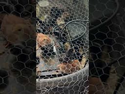 Whack a mole homestead edition #shorts #chicken #funny