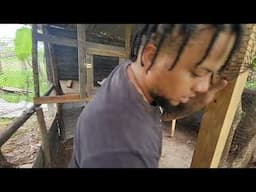 Chicken farm back in full effect after the bad weather conditions