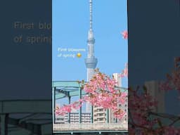 Tokyo Cherry Blossoms 2025 is here! 🌸