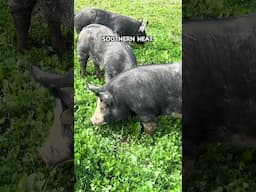 It Sounded So Simple Until I Tried It in Mississippi Summers #pasturedpigs