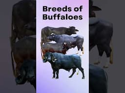 Breeds of Buffalo #shorts
