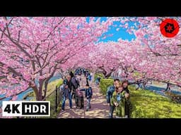 4K HDR Japan's Most Beautiful Cherry Blossoms - Feb/March