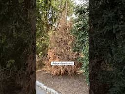 Drought + Coldest Winter=This. In the fall: mulch, use anti-desiccant, and water deeply.