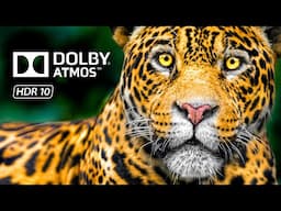 Animals Best Dolby Vision HDR 8K 60FPS - 4K Video ULTRA HD TV