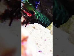 Mantis Shrimp’s DIY Home Renovation