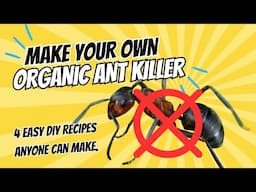 DIY Organic Ant Killer Recipes || DHBG