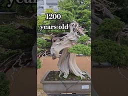 1200 years bonsai at Shunkaen Bonsai Museum Tokyo. #Bonsai #tree #japan #nature