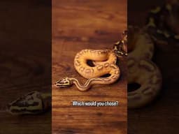 Which snake do you like better?? #snake #ballpython