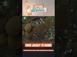 4999 JACAS TÁ DOIDO, MEU! I NILTON PINTO E TOM CARVALHO