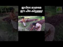 ഒരു ദിവസം 3000 രൂപയുടെ പച്ചക്കറി വിൽക്കാം! ഇതു മതി ഞങ്ങളുടെ സന്തോഷത്തിന്..