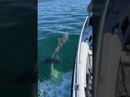 Bottle Nosed Dolphins