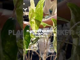 Planters Market 🇸🇬 2025 Setup Day / Preview
