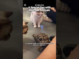 "A Special Day with Rescued Animals" #cat #Koreacafe #animalcafe