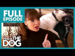 Bully Breed Chaos: Two Dogs Attacking Each Other (and the Kids!) | Full Episode | It's Me or The Dog