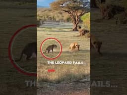 Leopard vs Hyena #shorts