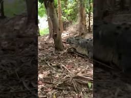 Giant Croc went for the Camera Man😳 This big croc should know that camera men are invincible😅